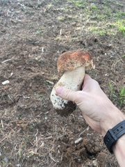 Boletus regineus