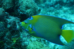 Holacanthus ciliaris