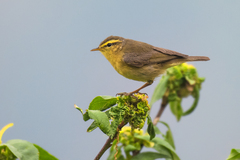 Phylloscopus affinis