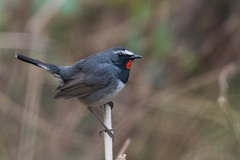Calliope pectoralis