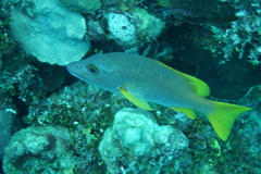 Lutjanus apodus
