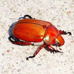 Anoplognathus montanus