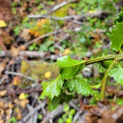 Quercus parvula