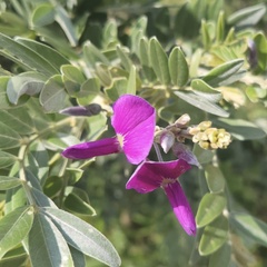 Mundulea sericea