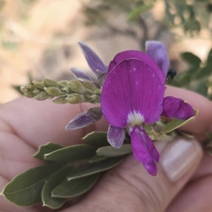 Mundulea sericea
