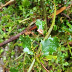 Quercus parvula