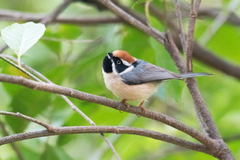 Aegithalos concinnus