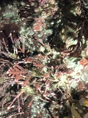 Corallina officinalis