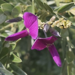 Mundulea sericea