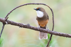 Pterorhinus albogularis