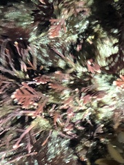 Corallina officinalis