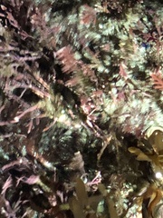 Corallina officinalis