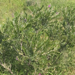 Mundulea sericea