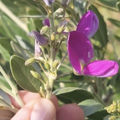 Mundulea sericea