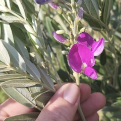 Mundulea sericea