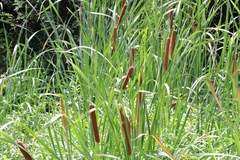 Typha orientalis