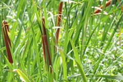 Typha orientalis