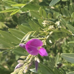 Mundulea sericea