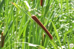 Typha orientalis