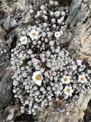 Leucogenes grandiceps