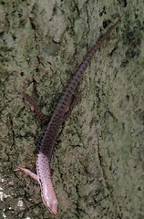 Concinnia tenuis