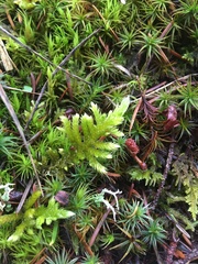 Homalothecium megaptilum