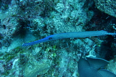 Aulostomus maculatus