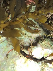 Caprella
