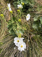 Ranunculus lyallii