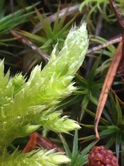 Homalothecium megaptilum