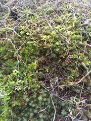 Homalothecium megaptilum