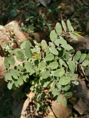 Phyllanthus emblica