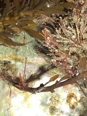 Caprella