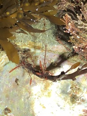 Caprella