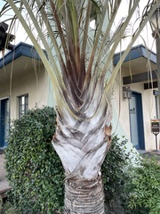 Dypsis decaryi