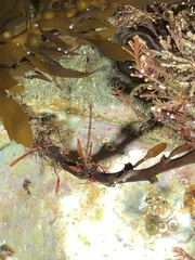 Caprella