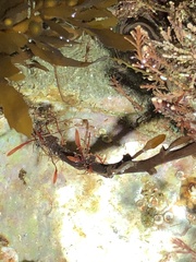 Caprella