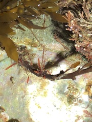 Caprella
