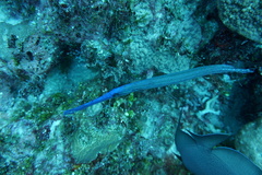 Aulostomus maculatus