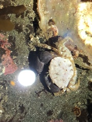 Lophopanopeus bellus