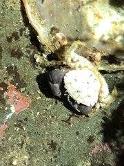 Lophopanopeus bellus