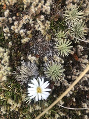 Celmisia sessiliflora