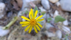 Senecio platypus