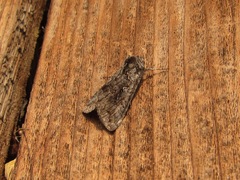 Syngrapha interrogationis