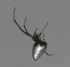 Argyrodes antipodianus