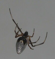 Argyrodes antipodianus