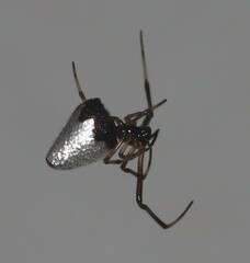 Argyrodes antipodianus