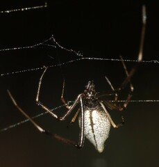 Argyrodes antipodianus