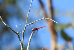 Aethriamanta circumsignata