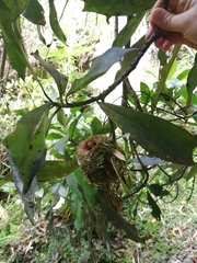 Sephanoides sephaniodes